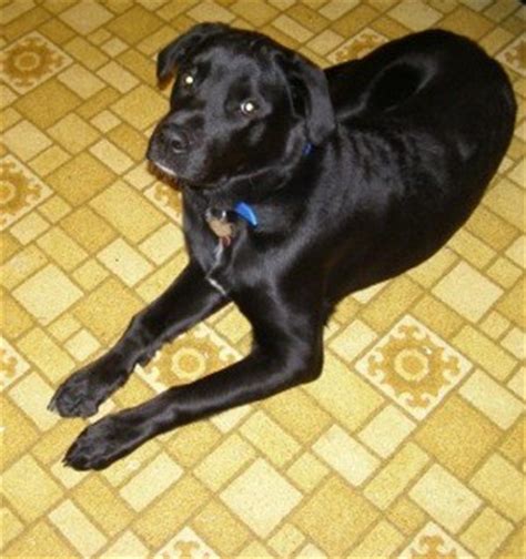 A rottweiler lab mix is one of the largest hybrid dogs around. Labrador Rottweiler Mix Information and Photos | ThriftyFun
