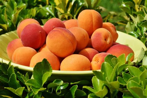Apricots The Worlds Healthiest Fruit Charismatic Planet
