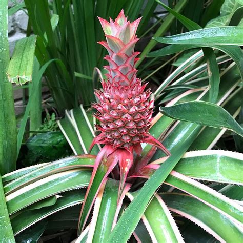 How to cancel a kindle book and prime order with screenshots: This Tropical Plant Features a Tiny Pink Pineapple, and ...