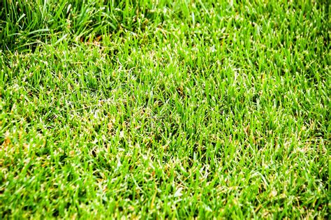 1920x1080 Wallpaper Green Grass Field Peakpx