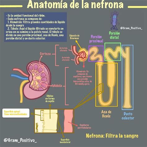 Anatomía de la Nefrona Med For Dummies uDocz