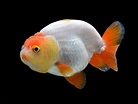 Ranchu Goldfish: Care Guide, Varieties, Lifespan & More (With Pictures ...