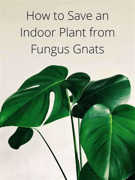 How To Save An Indoor Plant From Fungus Gnats Dengarden