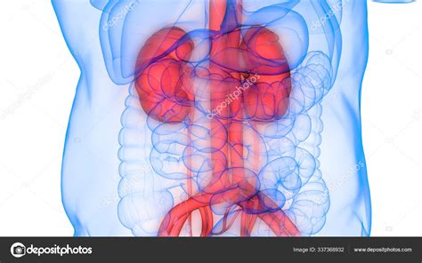 Ilustración Los Órganos Del Cuerpo Humano Kidneys — Foto De Stock