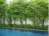 Images of Pool Landscaping With Bamboo