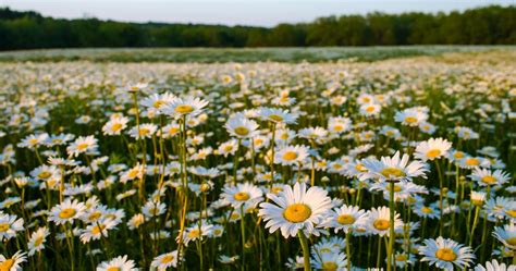 18 Amazing Field Of Daisies Wallpapers