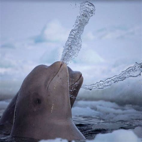 Beluga Whales National Geographic Photo Contest Animals Beluga Whale