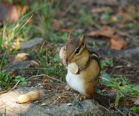 Chipmunk Eating A Peanut Free Stock Photo Public Domain Pictures