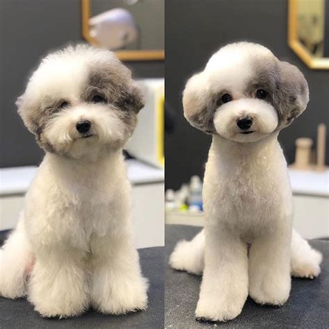 10 Funny Dog Pictures Before And After Haircut