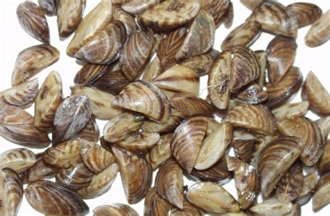 That is something that researchers have long struggled to explain. More Zebra Mussels Found in Upper Chesapeake Bay - TheChesapeakeBay.com