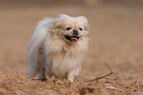 8 Dogs That Look Like Lions Readers Digest