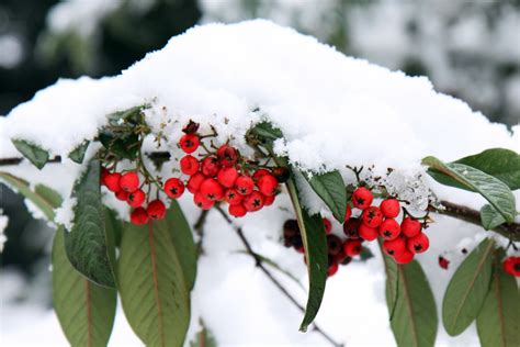 Free Images Branch Blossom Snow Cold Winter Bunch Berry Leaf