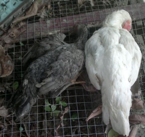 A seperti ayam berak kapur b bagai dihiris dengan sembilu c seperti embun dihujung rumput 21. Cara Mencegah Penyakit Pullarum Atau Penyakit Berak Kapur ...