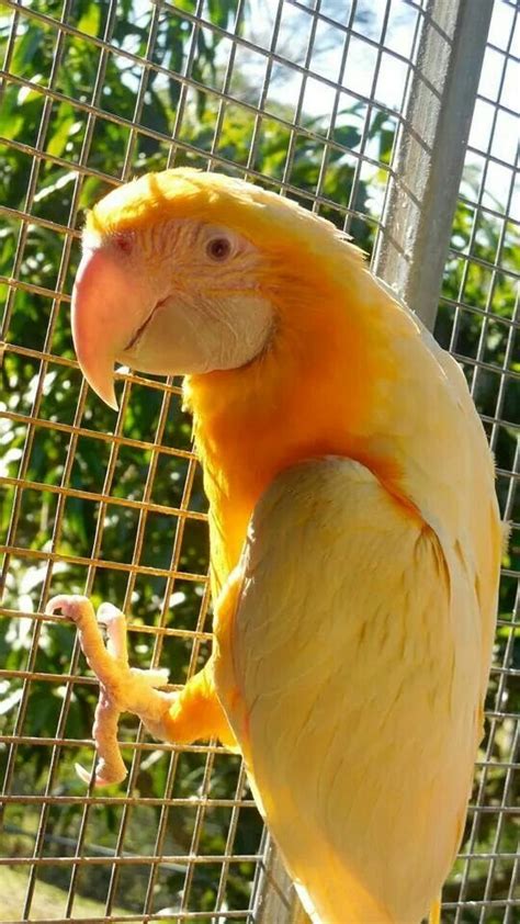 torch lutino macaw exotic parrot breeders parrots for sale