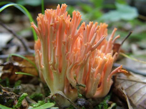 Ramaria Botrytis Wallpapers High Quality Download Free