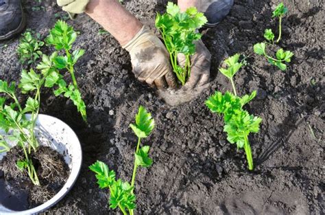 How To Grow Celery In A Pot In Your Garden Wikifarmer