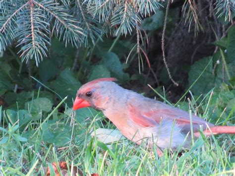 How to attract worms to your garden. How to Attract Cardinals to Your Garden or Yard | Owlcation