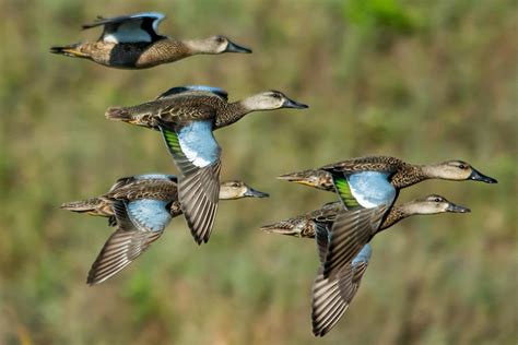 Blue Winged Teal Fly By Photograph By Tony Kirk