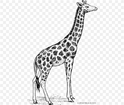 Giraffe Drawing Animal Illustrations Art Clip Art Png 468x700px