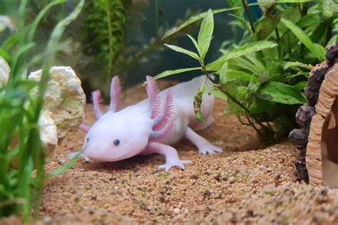 Axolotl Kaufen Und Artgerecht Halten So Gehts