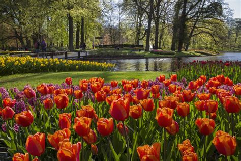 Jump to navigation jump to search. Campsite near Keukenhof gardens - Vakantiepark Koningshof