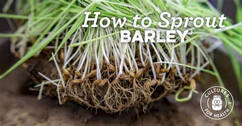 Our oat and barley bread is perfect for lunches and snacks. How To Sprout Barley | Sprouts, Sprouted wheat bread ...