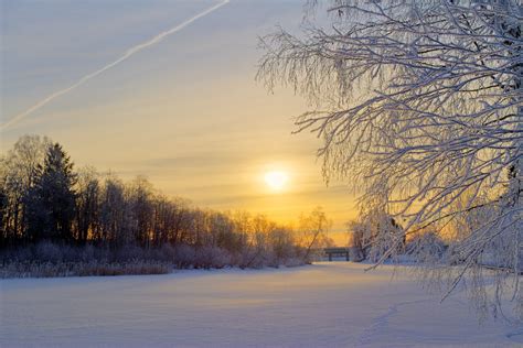 Sweden Winter Snow Frost Forest Tree Field Morning Sun