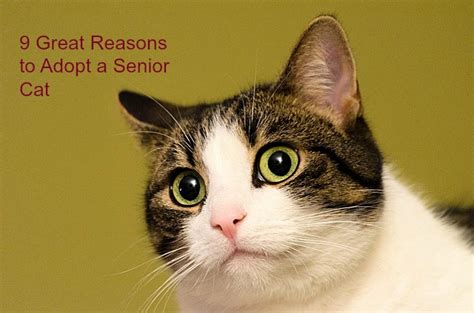 Fur Everywhere 9 Reasons To Adopt A Senior Cat