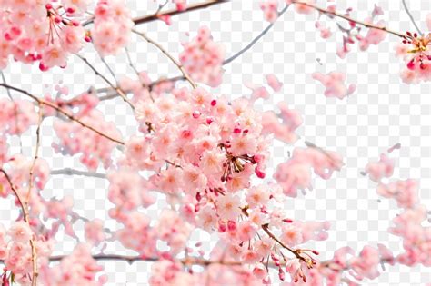 Japan Cherry Blossom 4k Resolution Wallpaper Png