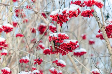 Red Berries Of A Guelder Rose Covered With Snow From Close Stock Image