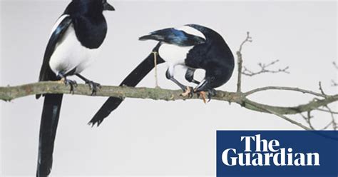 One For Sorrow Two For Joy Why We Must Protect Magpies
