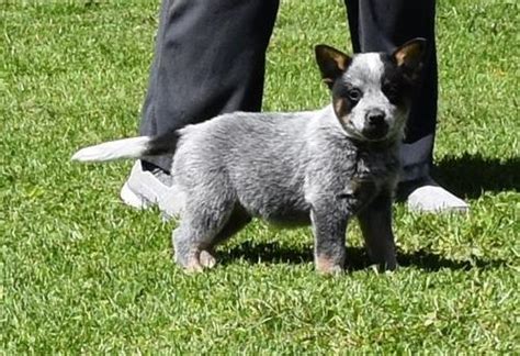 Australian Cattle Dog Puppy For Sale Adoption Rescue