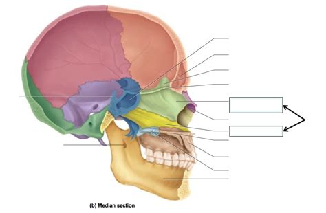 Skull Bonesfeatures Part 9 Midsagittal View Diagram Quizlet