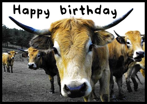 Happy Birthday Funny Animals Animalghi