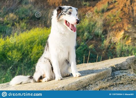 Happy Australian Shepherd Aussie Dog Sitting On A Large Rock On A