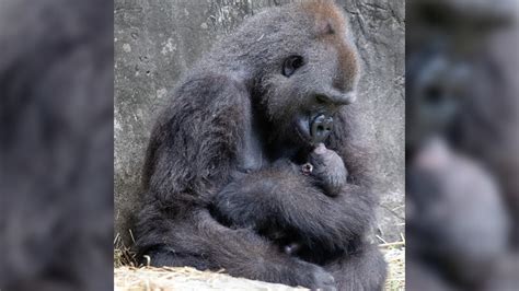 Endangered Gorilla Dies Days After Birth At New Orleans Zoo