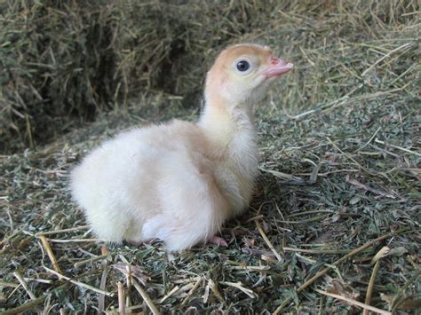 Growing N Grace Natural Farm Baby Turkeys Arrive