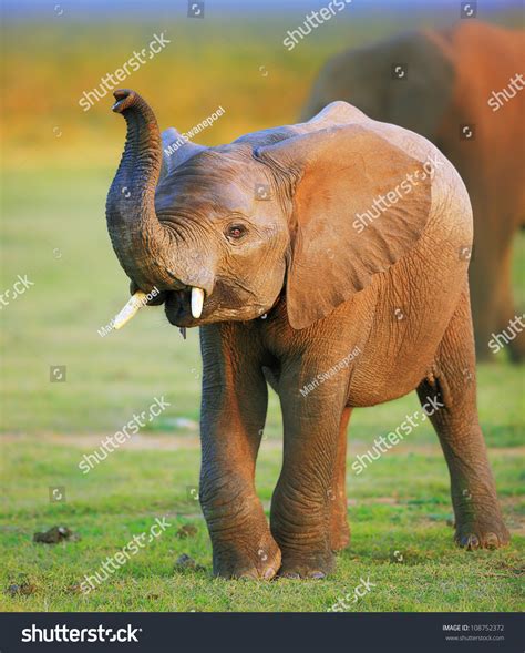 Baby Elephant Raised Trunk Stock Photo 108752372 Shutterstock