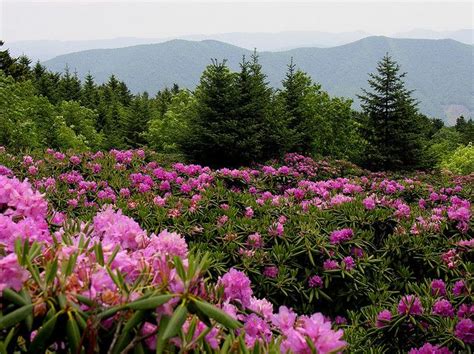 Rhododendron Gardens At Roan Mountain State Park In 2020 State Parks