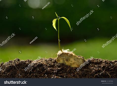 Green Sprout Growing From Seedmango Tree Stock Photo 141287836