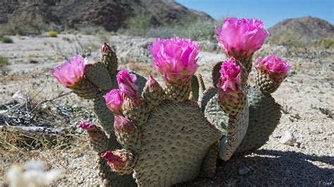 Sonoran Desert Plants Cactus And Desert Plants Desert Scene Sonoran