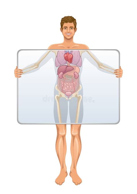 Anatomie Van Menselijk Lichaam Vector Illustratie Illustration Of