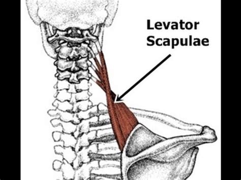 Some of the names of your muscles are your bicepts, tricepts, forcepts, and quadracepts. Intro to Muscle Naming: Characteristics Used to Name ...