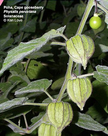 The solanaceae or nightshades are an economically important family consisting of herbs, shrubs, or trees. Solanaceae; Solanáceas; Acnistus; Brugmansia; Dunalia