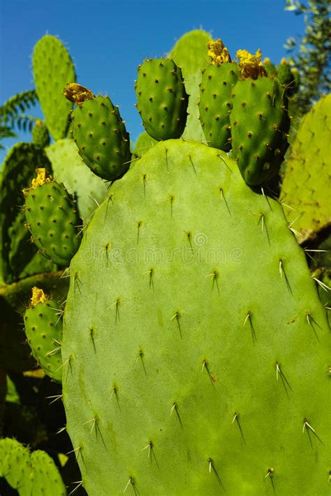 Prickly pear fruit contains tons of vitamins, minerals and electrolytes. Cactus Prickly Pear Opuntia With Unripe Green Fruits Stock ...