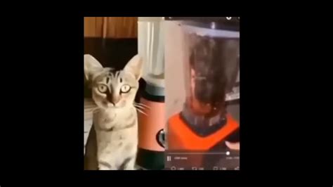 Cat In Blender 😭😱😨 Viral Video Cat In Blender Video Catinblender