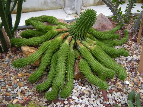 How are cacti adapted to the desert? Radiance and Shadow: Discovery Park Conservatory, March 2011