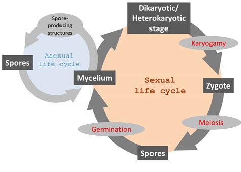 Rhizopus Life Cycle