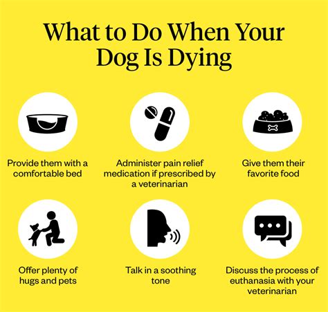 7 Signs A Dog Is Dying How To Tell If Your Dog Is Dying Dutch