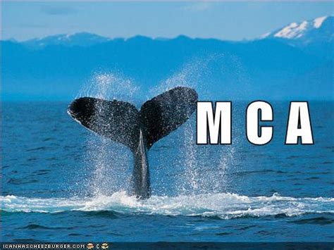 Funny Quotes About Whales Quotesgram